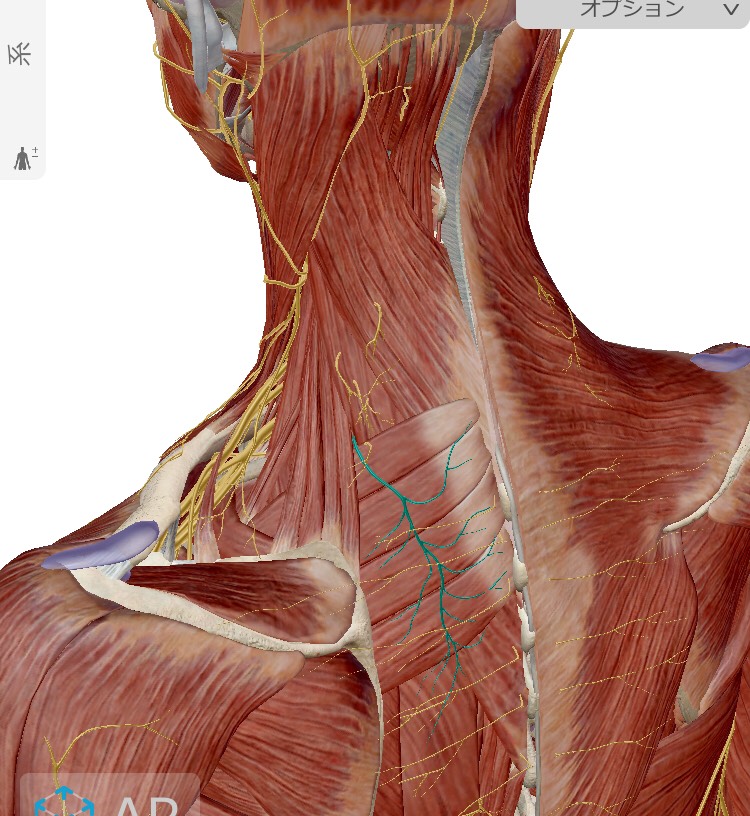 甲骨 痛い が の 肩 内側